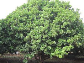 杨梅树开花的季节是什么时候_360问答