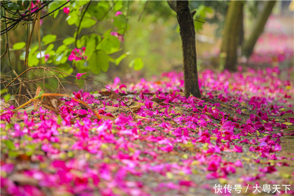 佛山南丹山紫荆落花成景,丽人花下起舞化身黛玉