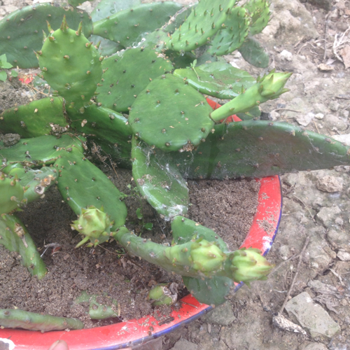 仙人掌是要开花么?不是说仙人掌60年一开花么