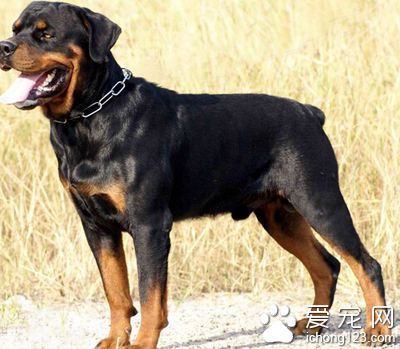 罗威纳犬怎么训练 罗威纳犬坐下训练_360问答