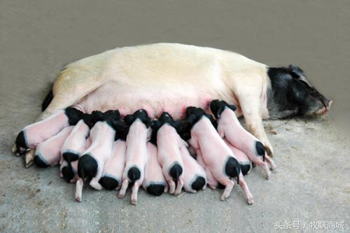 农村农民如何拿养猪补贴新手认真看养猪人都知