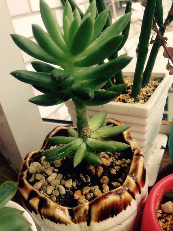 多肉千佛手从中间掉叶子是怎么了?还有救吗?