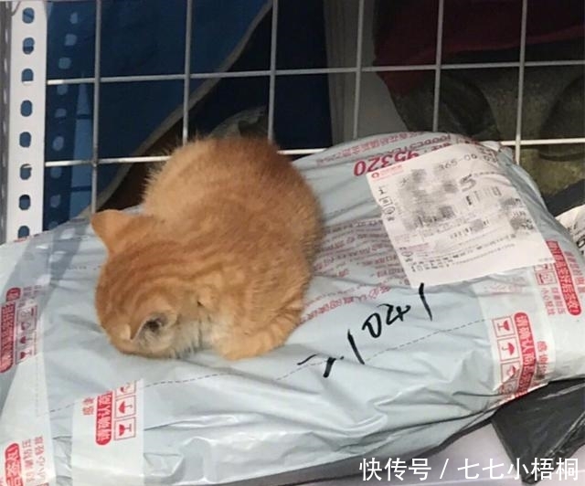 猫可以快递吗