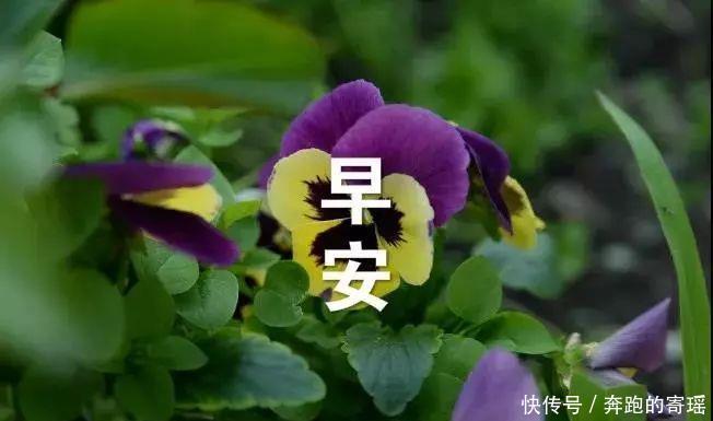 12月最新漂亮早上好图片表情可爱qq表情包图片聊天大全带字,最漂亮早晨图片