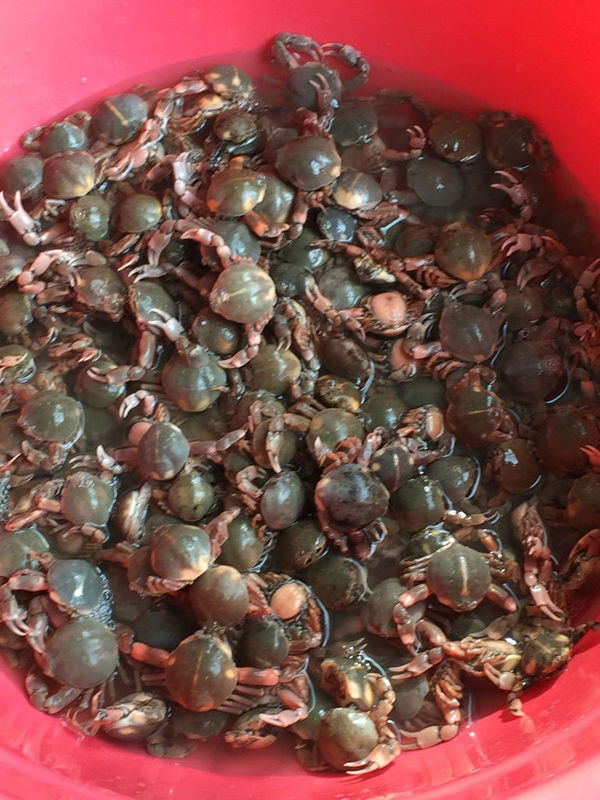 在东疆湾捡的小螃蟹能吃么?_360问答