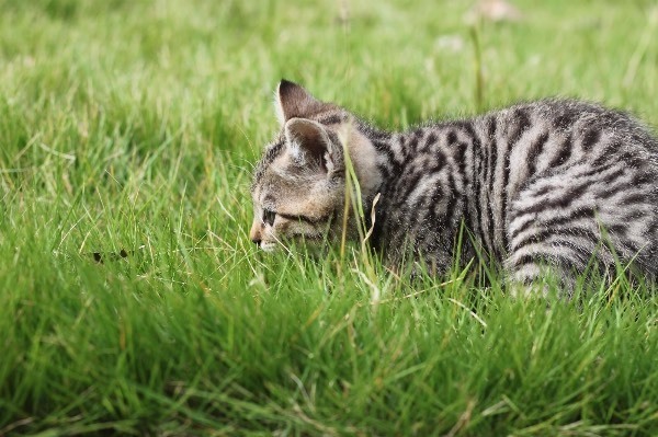 这猫是美国短毛猫还是狸花猫呢,前面那个主人