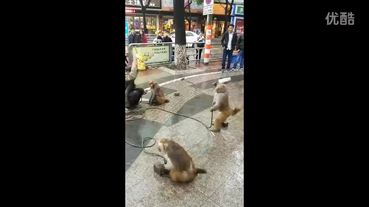 逗比猴子  b>耍猴人 /b> 猴子请来的逗比 搞笑动物篇