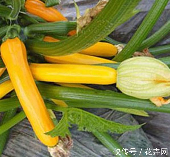 蒲子是什么蔬菜图片 t015ba7cabb9b000d12.jpg