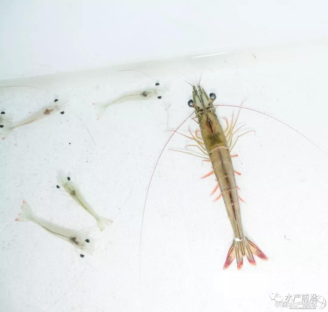 这种虾市价媲美白对虾,或成白虾的替代品种?