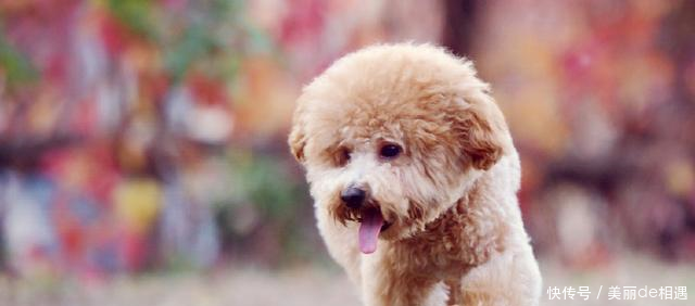 饲养的狗狗身体偏瘦怎么办根据不同的情况,做