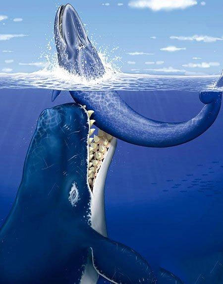 龙王鲸到底是什么物种 真的是龙的近亲吗