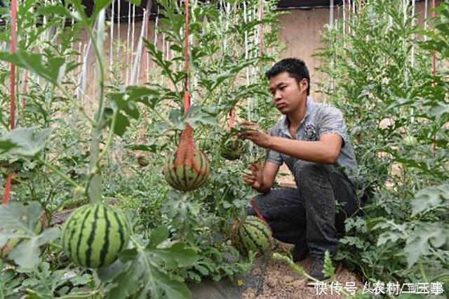 那些投资农业的创业者们，五年过去了，怎么穷的只剩下一屁股债？