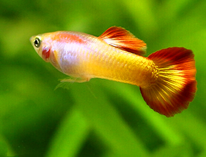 孔雀鱼的繁殖周期多长 繁殖无季节之分_360问