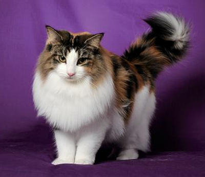 挪威森林猫的价格 该猫属于天然的猫种_360问