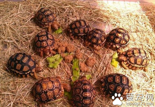 豹龟怎么养 教大家如何正确饲养豹龟_360问答