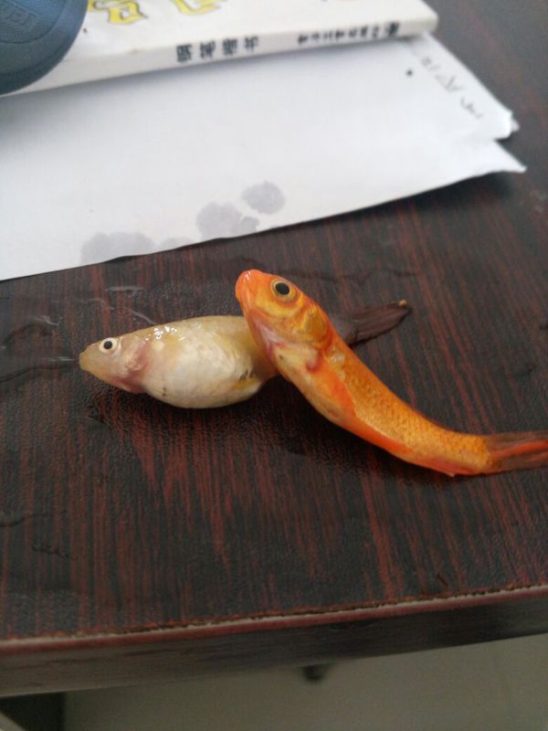 的死了,发现肚子上和鳃盖儿的边缘处有血丝,请
