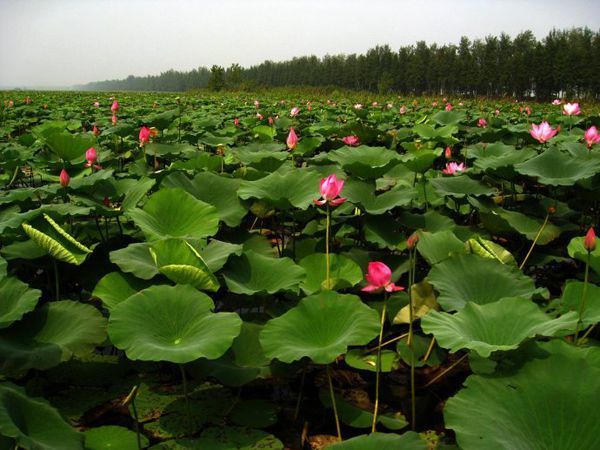如何鉴别碗莲和菜莲_360问答