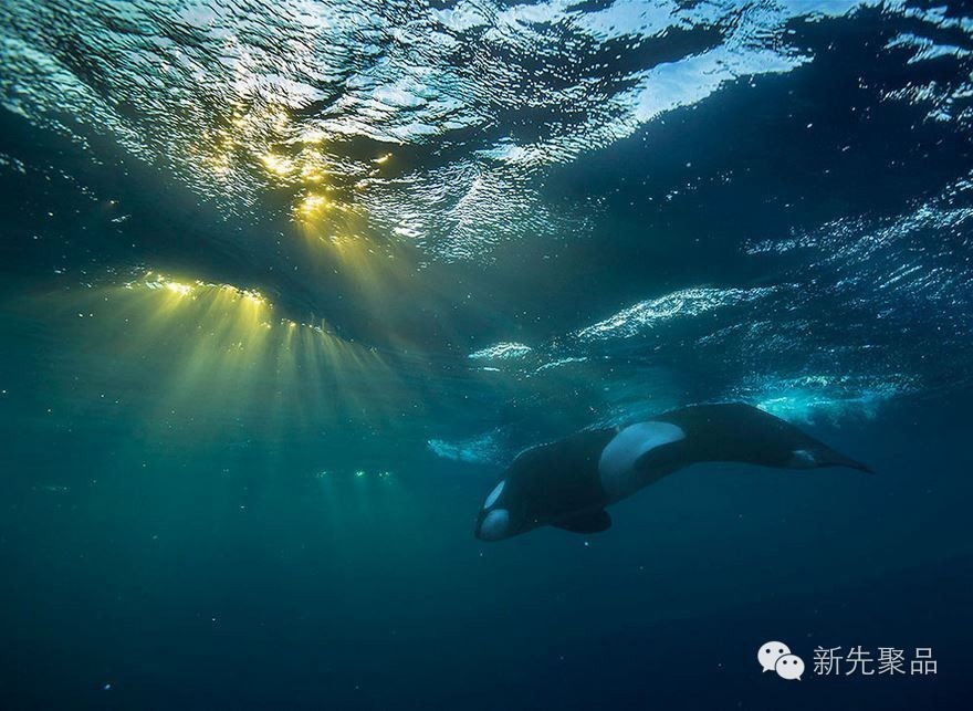 t015eb525888176110b.jpg?size=880x643