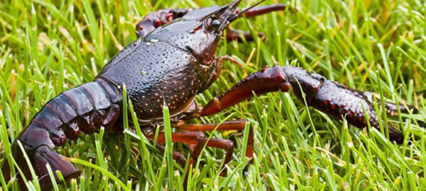 稻田养殖小龙虾,小龙虾会破坏稻田吗?回不回吃