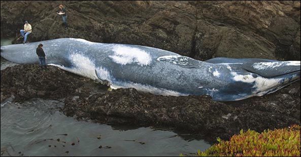 世界上最大的鲸有多大
