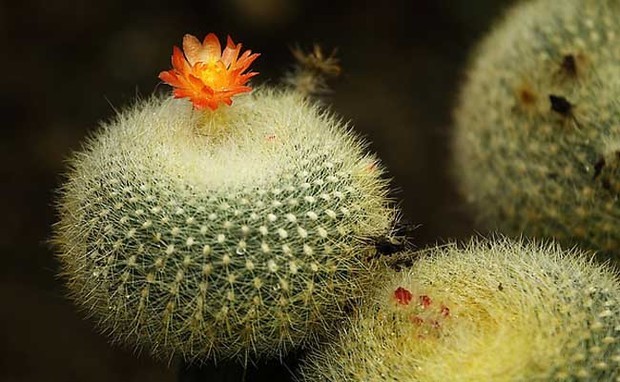 仙人球怎么浇水?_360问答