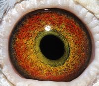 眼志是指鸽眼瞳孔前下方的阴影部分.