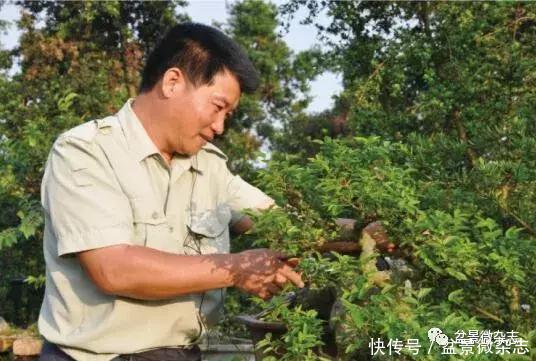 “顽主”谭大明玩盆景 博e百娱乐网