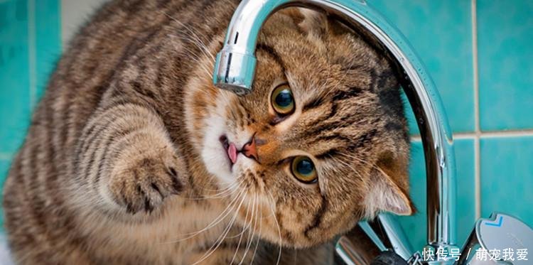 不爱喝水的猫主子, 其实在偷偷喝水呢