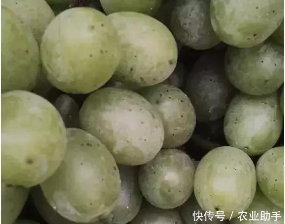 葡萄上锈斑、黑斑、白斑是咋回事?如何提高葡