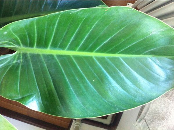 请问这种室内植物的名字?绿色宽大叶子_360问