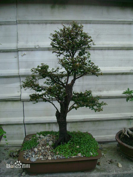 小叶紫檀树是什么样子的,要有图的 树体和叶子