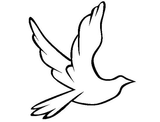 怎么画简笔画鸽子