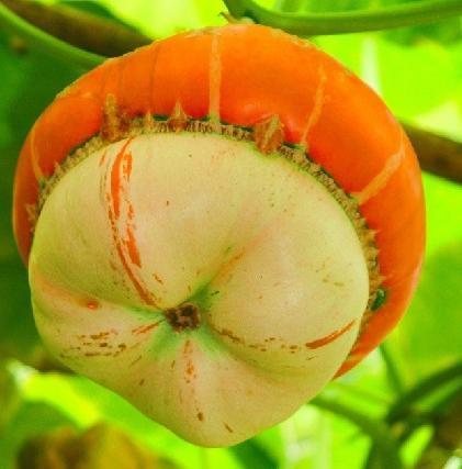 冬瓜 西瓜 南瓜 为什么没有北瓜_360问答