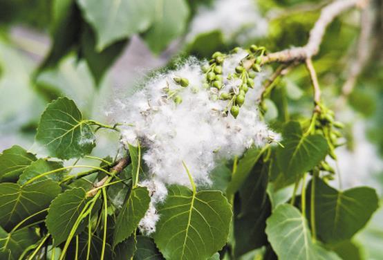 哪些种子可以利用风力来传播?_360问答