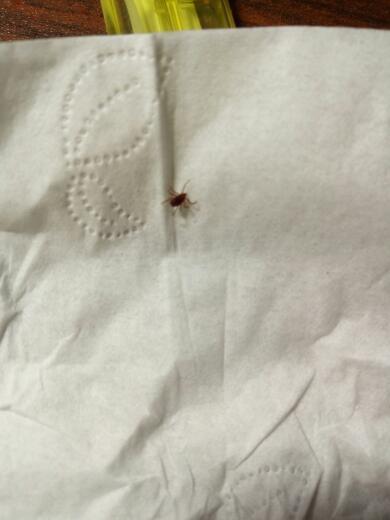 家里发现一只虫子,像蟑螂的身子配上蜘蛛腿,照