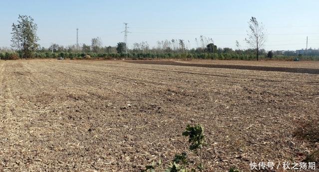 姑娘跨省嫁安徽小伙搞种植,十几亩黄豆绝收,如