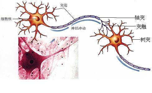 神经元的胞体(soma)在于脑和脊髓的灰质及神