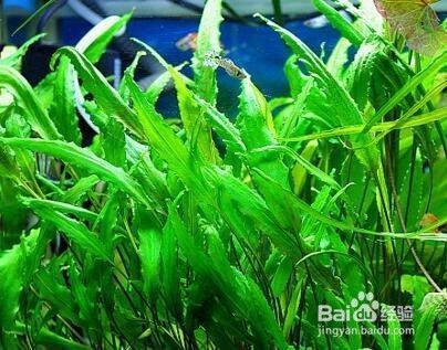 淮南彩鰈魚缸售后維護(hù)