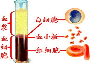 血液的组成为( )A.血浆和血红蛋白B.血浆和血细