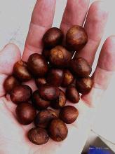 这是什么植物,好像是淘宝送的种子,忘了_360问