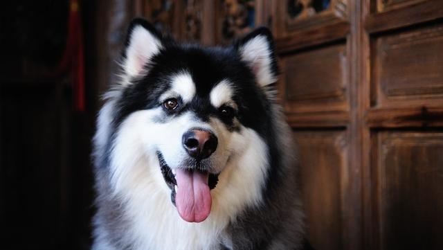 最不忠诚的5种狗狗,被戏称为白眼狼,看看你家