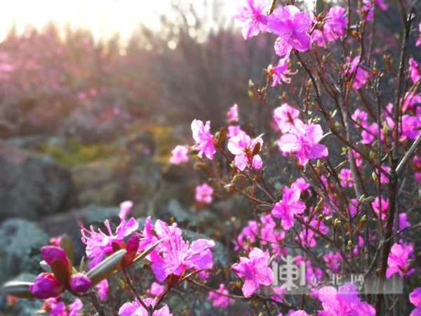 花开烂漫迎客来 伊春·红星火山岩杜鹃花海小镇第二届杜鹃文化节