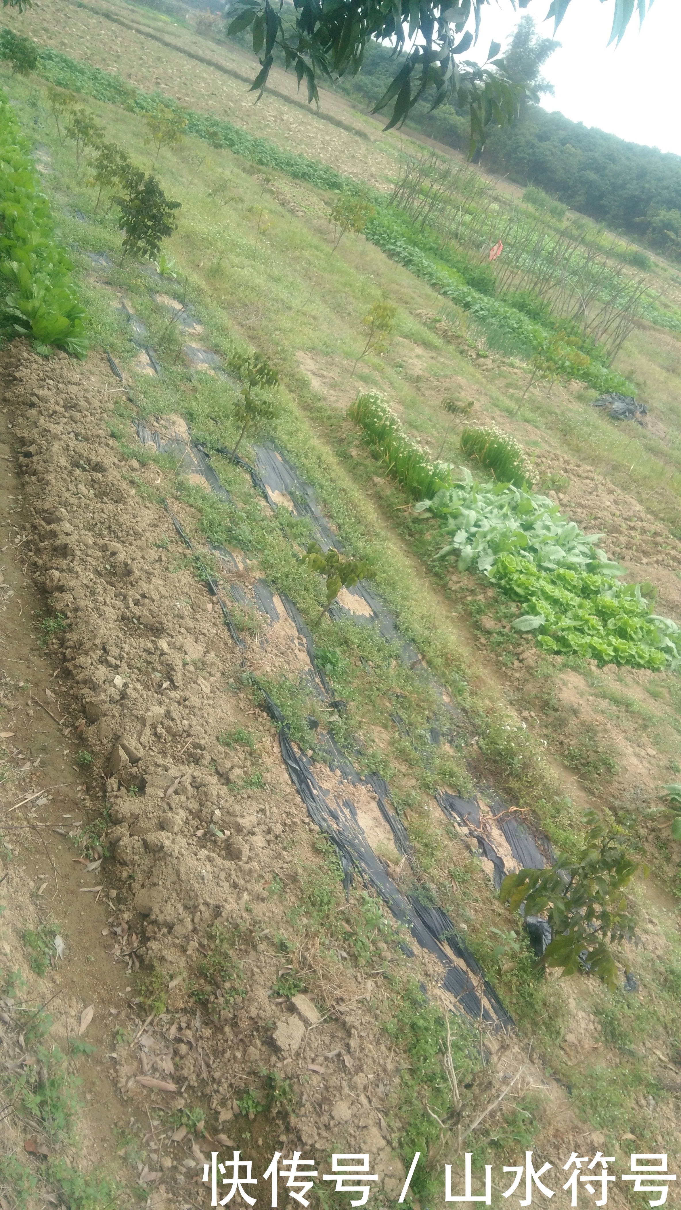 春节后的农田景象广西浦北县白石水