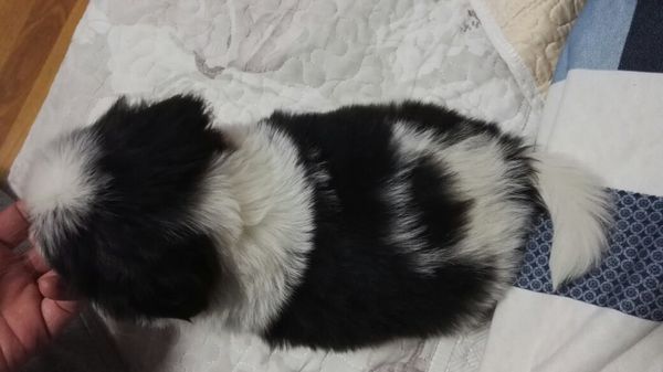 这是边牧吗?朋友送的 1个多月 请求鉴定 今天刚