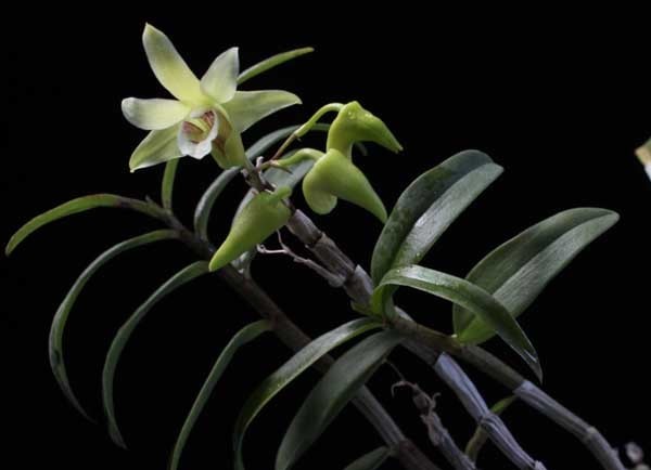 铁皮石斛怎么吃最好?_360问答