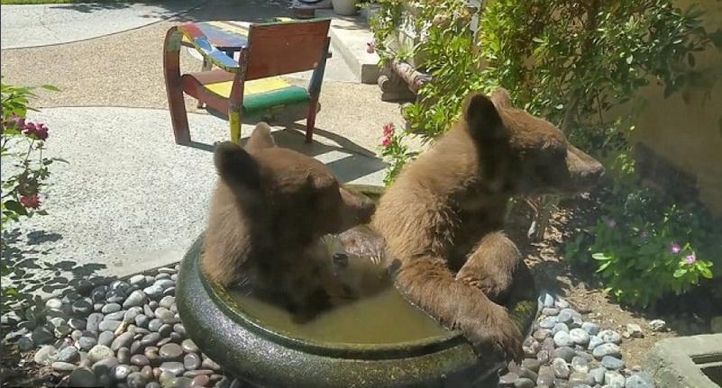 萌翻你：美国两小熊跳入住户家饮水池洗澡游玩
