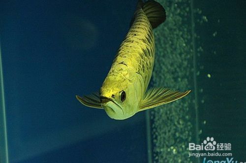 上海市閘北區(qū)天目西街道美玉水族居家飾品商店