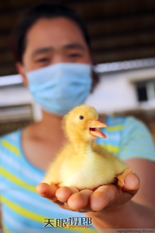 是你的糖小萌鸭 t0166fe3111c280f8bb.jpg?size=533x800