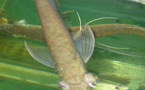 龙鱼凸眼怎么办 注意改善水质_360问答