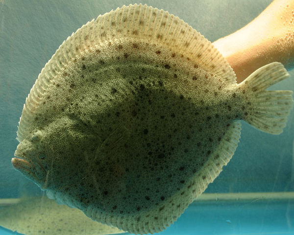 八宝鱼的图片。_360问答